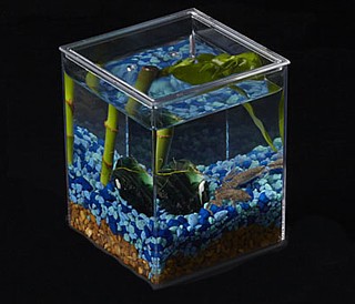 Clear Plastic Display Box Container Model PB55 Aquarium Terrarium